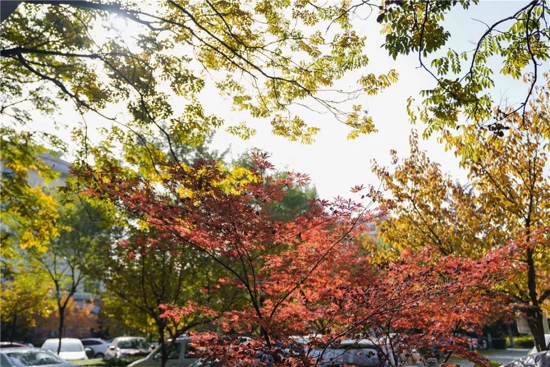 思源学院美景照片,西安思源学院秋景色