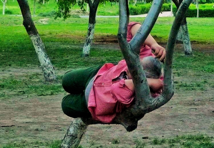 郁金香是荷兰的国花代表永恒的爱,为什么荷兰要把郁金香定为国花