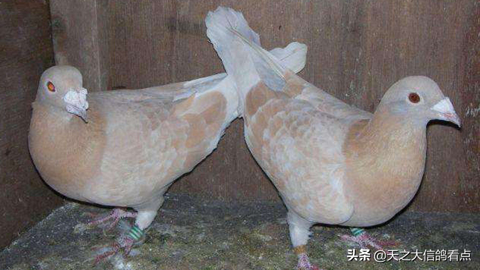 鸽舍防蚊最佳方法,夏季鸽舍驱蚊不伤鸽体