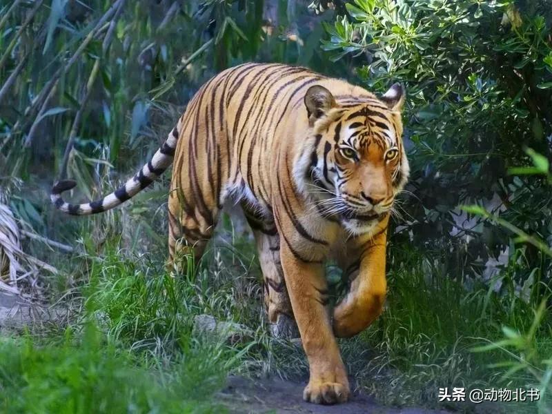 中国36个省份代表的动物,20种有代表性的动物