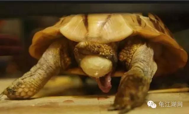 怎样知道母龟要下蛋,母龟要下蛋了什么表现