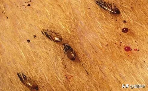 消灭跳蚤有什么特效药,消灭99.99%的跳蚤