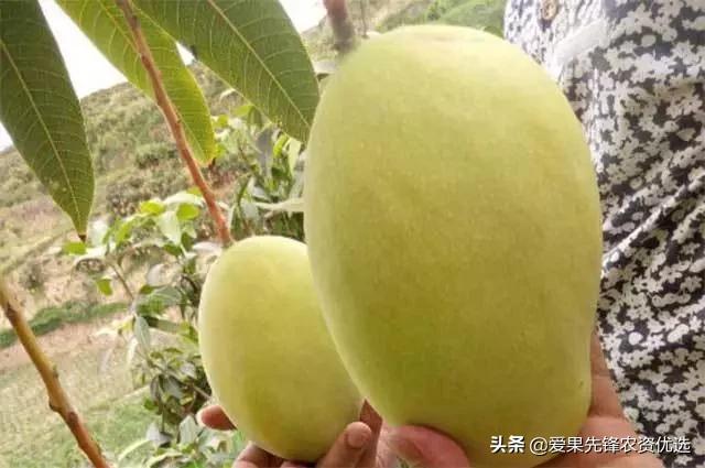 有前景的芒果品种名字大全,长势比较好的芒果品种