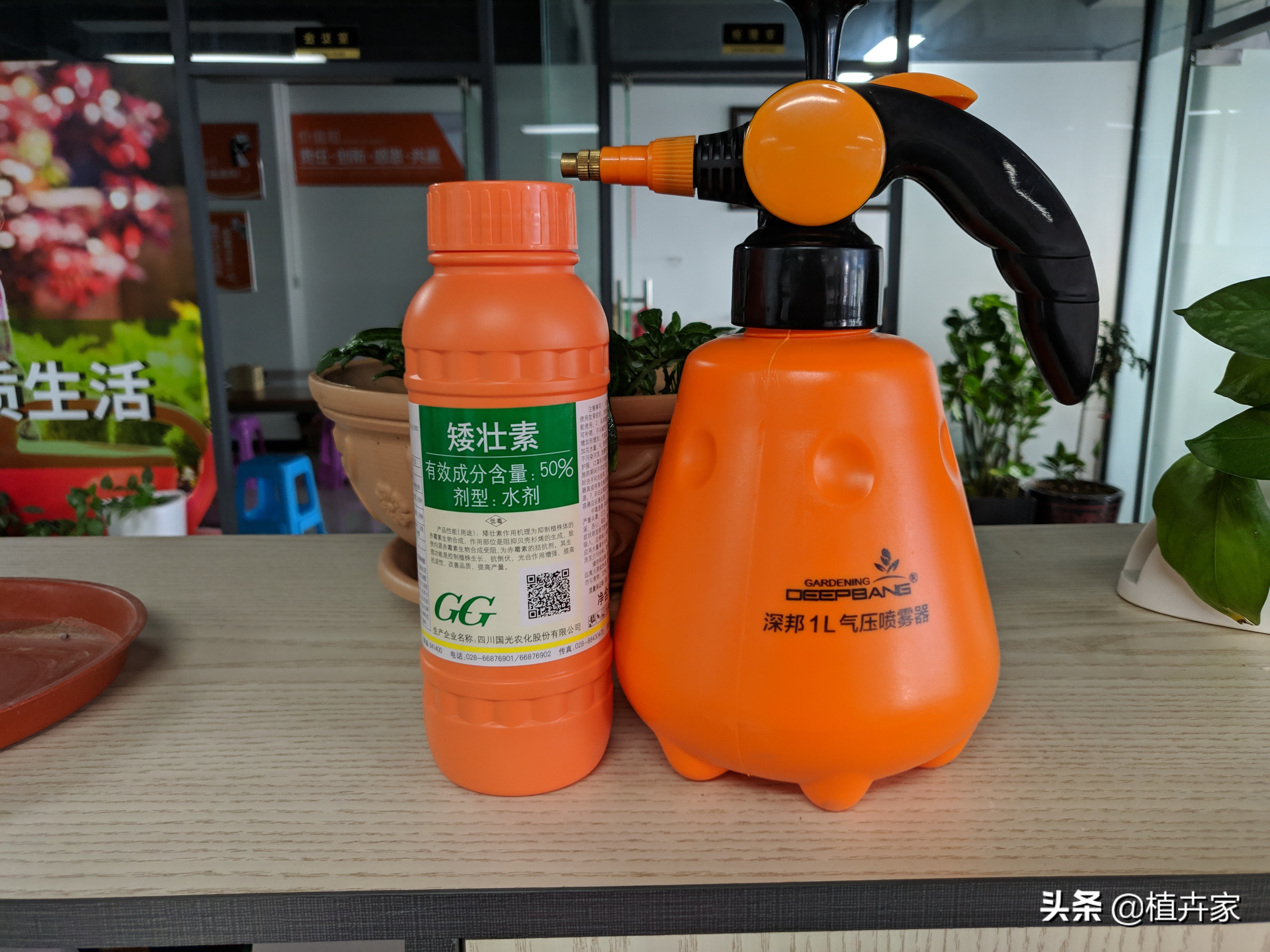 勋章菊如何养护,勋章菊出苗了怎么种