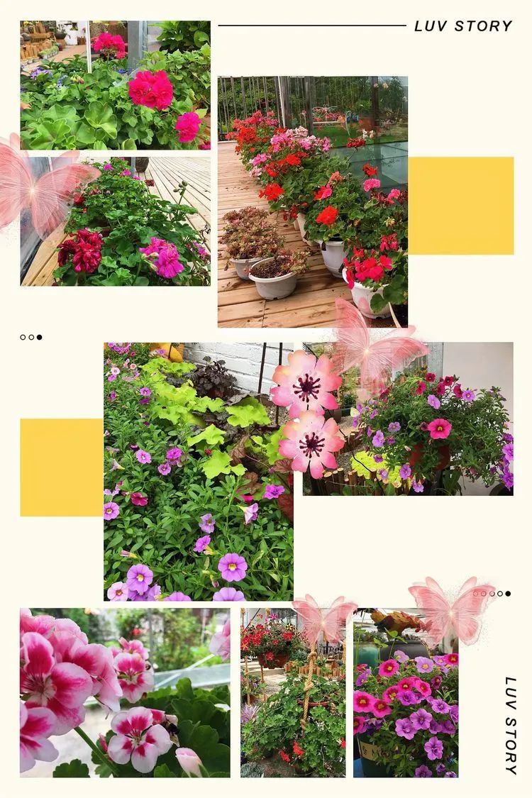 冬去春来,愿你无恙,疫情退去,养肉依旧!