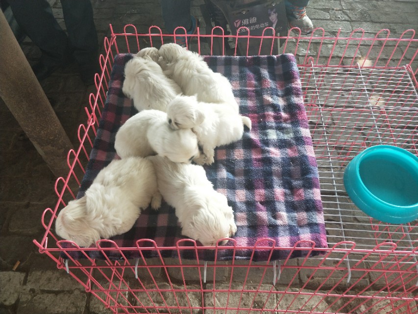 小伙去狗场抓德牧,开封狗市抓狗