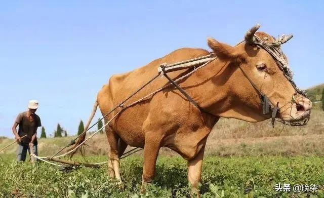 家乡往事——我家的老黄牛