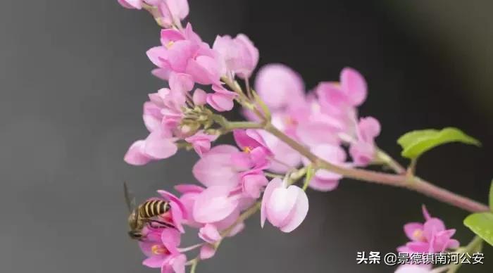 夜深花睡去最念是故人的出处,夜深花睡去最念是故人