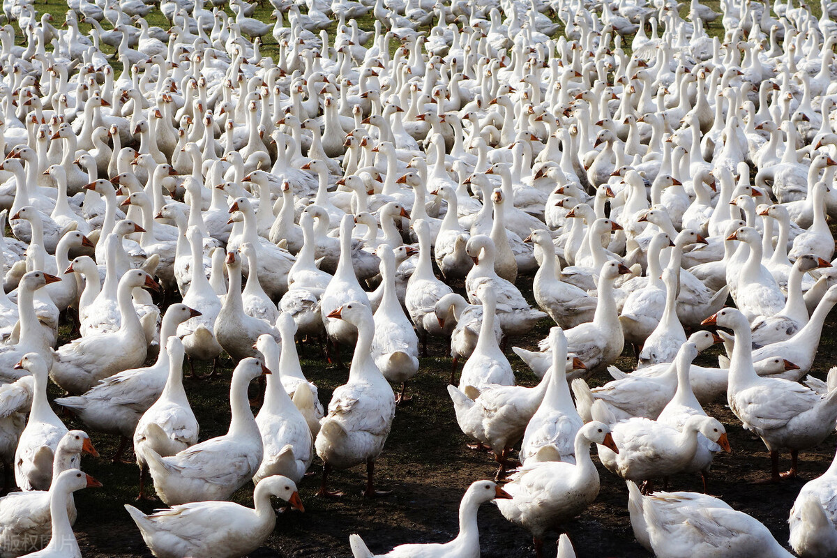 福州发布一批招引投资项目,福州项目未来收益及实施方案