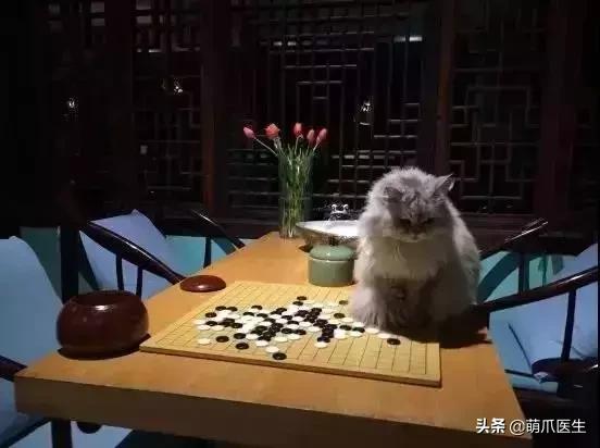 带宠物住宿酒店,带宠旅行酒店