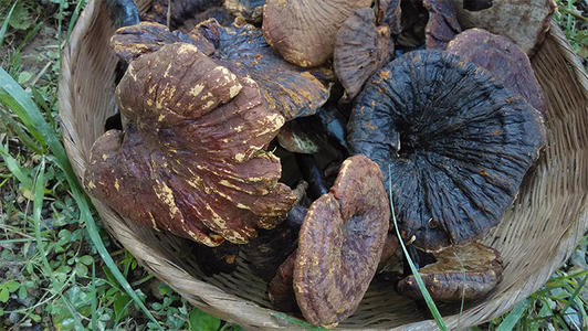 灵芝真假咨询,如何辨别有毒灵芝和无毒灵芝