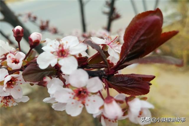 故事：朱迪问朵拉为什么选择哈登，朵拉的回答，使朱迪感动不已