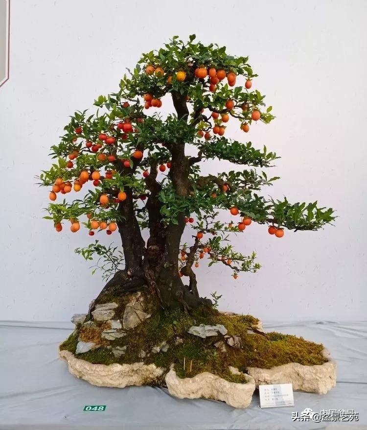 玩盆景必备栽种知识,观赏盆景的意境