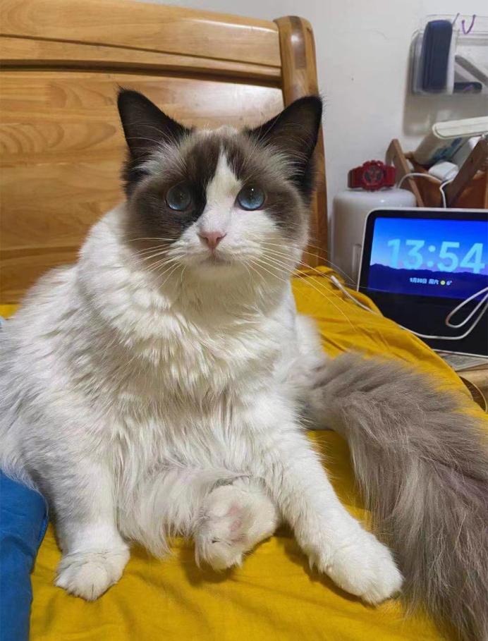 猫咪患ibd慢性肠炎怎么治疗,猫咪肠胃炎之后总是软便怎么调理