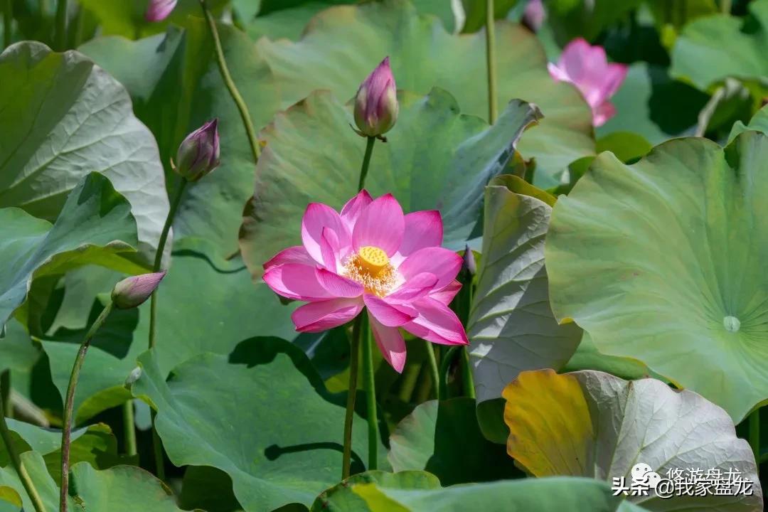 100张照片一百种幸福,100张图片带你去云南