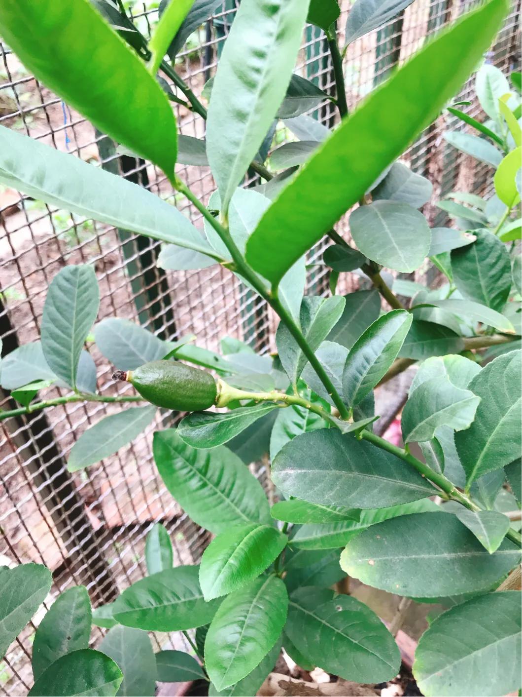 柠檬日记纪录片,柠檬日记的视频