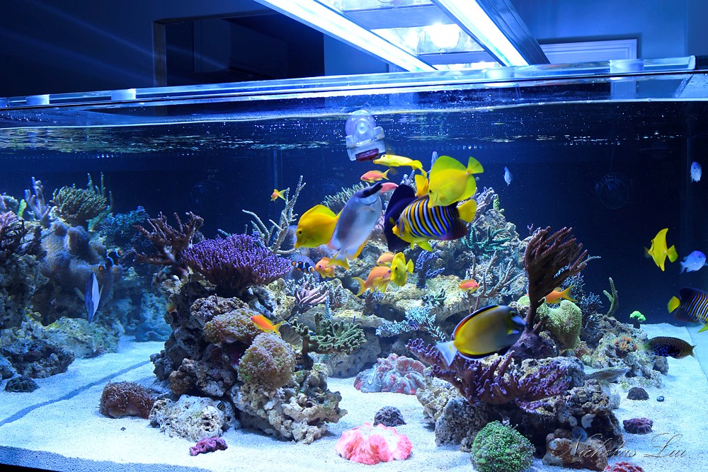 经典海水礁岩生态缸分享，180×120×60厘米三面观赏海缸