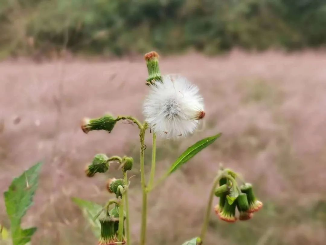 贵州绿博园驾车旅游攻略,贵州绿博园怎么玩