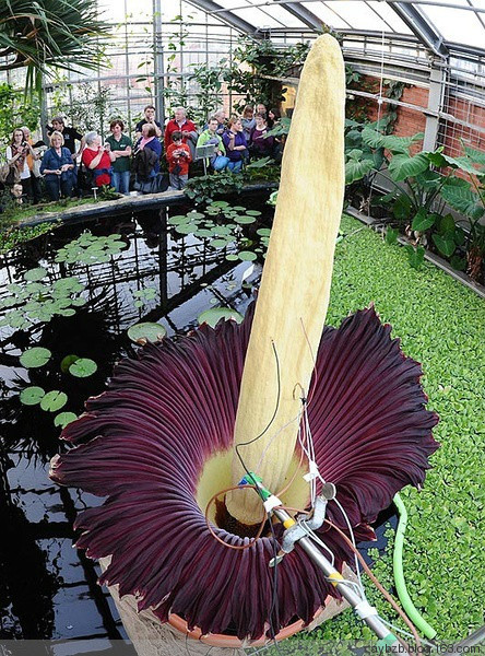 最好记的花名大全,很难得一见的花