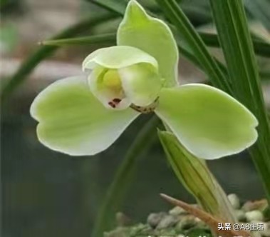 十月份兰花管理措施,兰花发新芽怎么养护