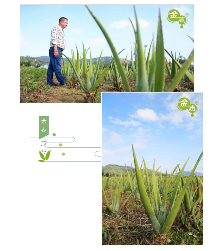 跨越20年的芦荟情谊