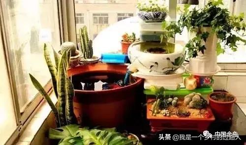 老北京古法养鱼盆,古法养鱼盆推荐