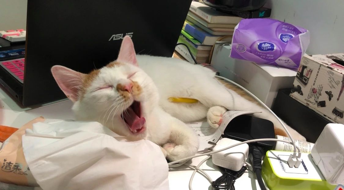 家猫是从哪个国家开始驯化的,欧洲猫起源于什么猫