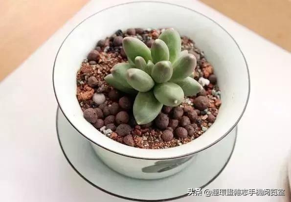 365种多肉图谱大全,365种鲜花图册大全