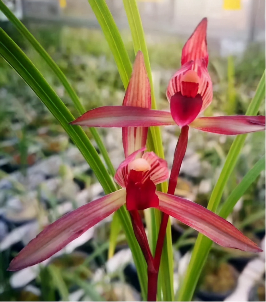 拒绝杂交兰，此兰火了30余年，夺得兰展金奖，顶级红素，芳香四溢