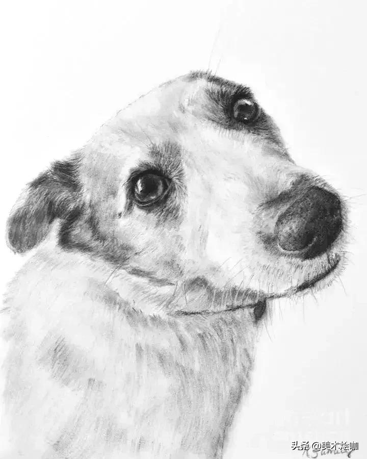 6-12岁儿童素描课程画动物,素描动物教程简单8-12岁