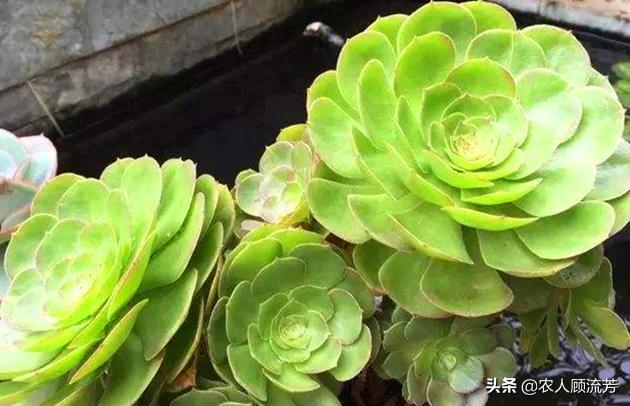 玉龙观音多肉植物品种大全,玉龙观音多肉怎么长得快