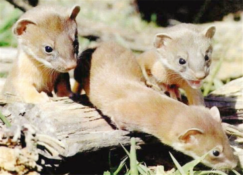 黄鼠狼为什么不宜人吃,为什么不能吃黄鼠狼