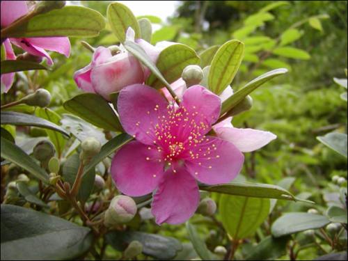适合农村野外煲汤的植物,在农村常见能煲汤的植物