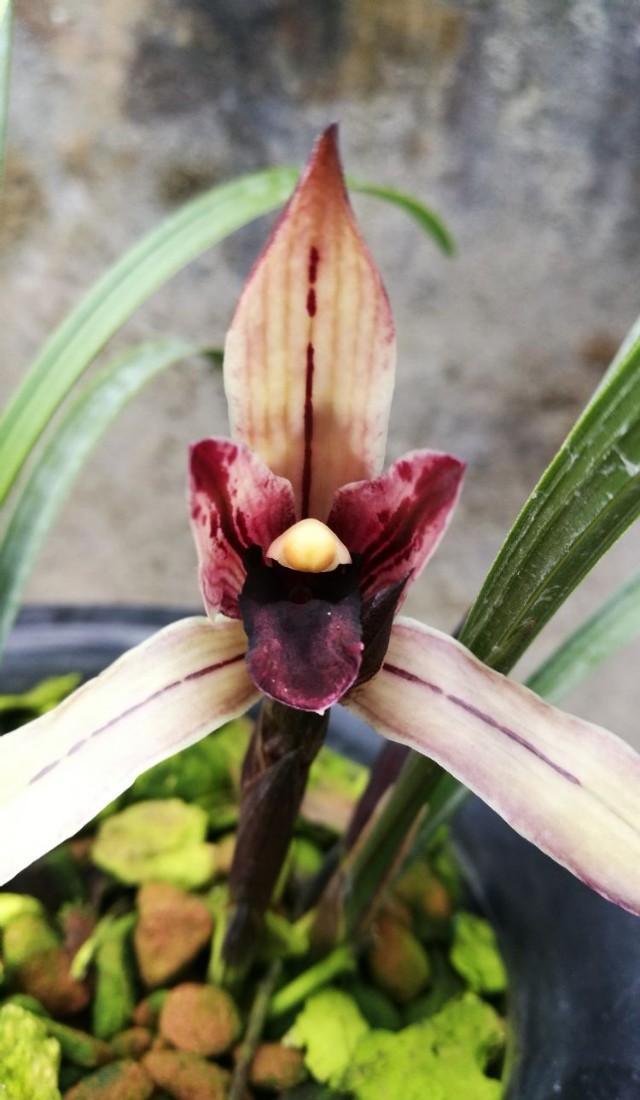 生长在悬崖峭壁上的野生兰花,贵州大山里的兰花