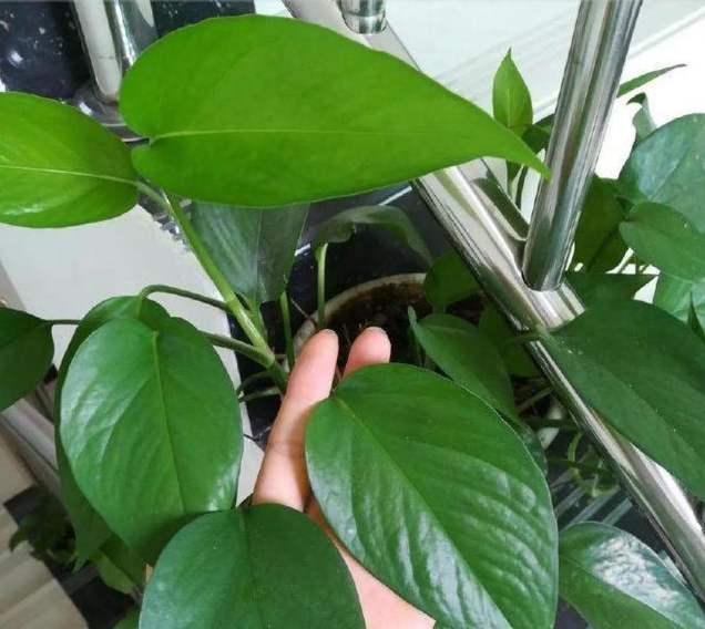 绿萝浇什么水叶子长得更大更绿,绿萝浇什么营养液长得茂盛