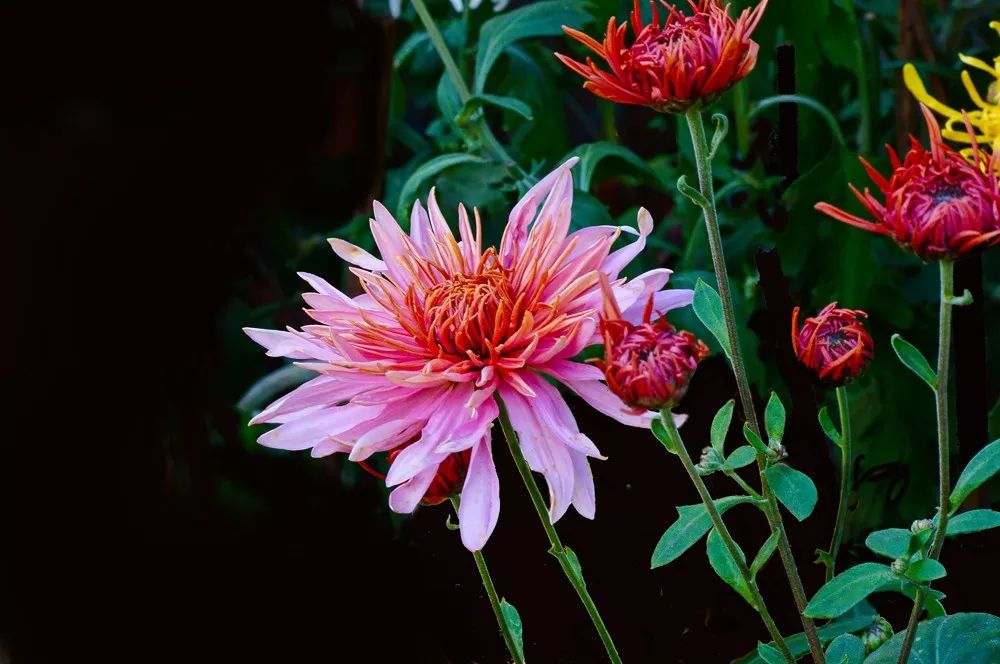 深秋时节的菊花展诗情画意,秋日赏菊30幅菊花图