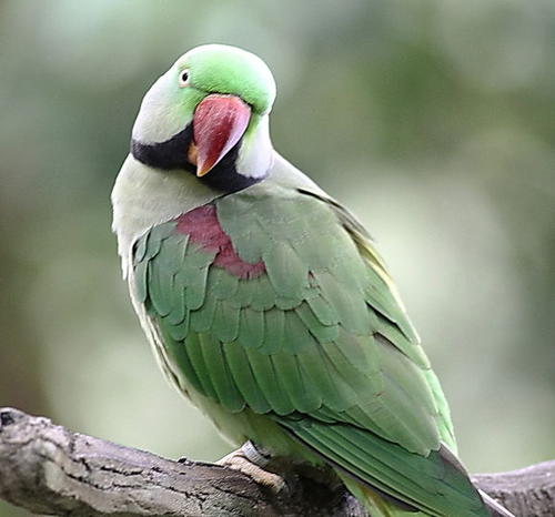 亚历山大鹦鹉的说话视频,亚历山大鹦鹉平时怎么喂养视频