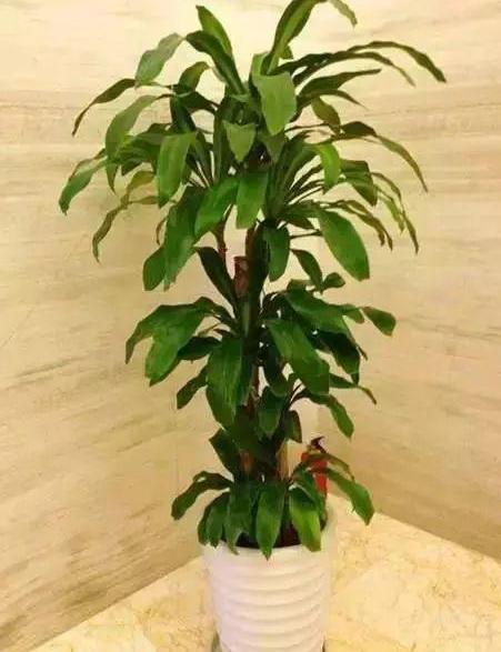 巴西木刚出四五片叶子能修剪吗,巴西木怎样修剪枝条视频教程