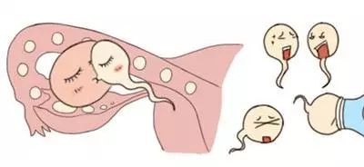 如何提高卵子质量和怀孕几率,想怀孕怎么保护卵巢