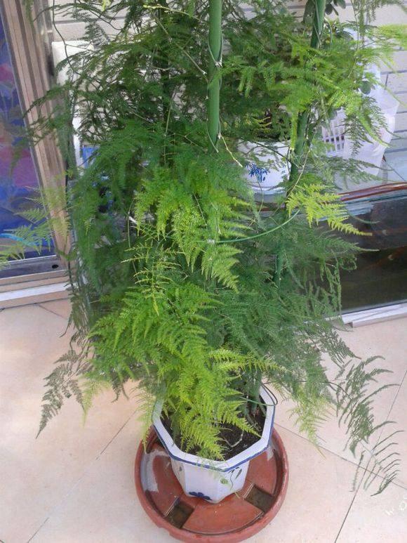 文竹的养护和注意事项,冬天文竹黄叶怎么补救最佳方法