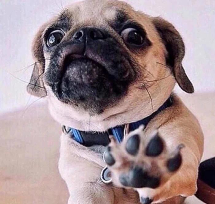 可爱又聪明的十种狗狗排名,可爱到“上头”的7种狗狗