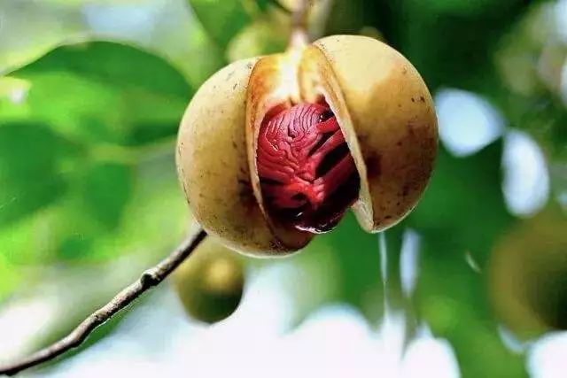 擦手霜保湿干裂起皮,冬季手干裂粗糙小妙招