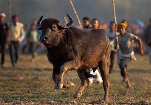 印度24条冷知识,印度冷知识100则