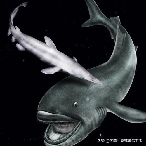 深海里能发光的动物,深海24米的巨型鲨鱼