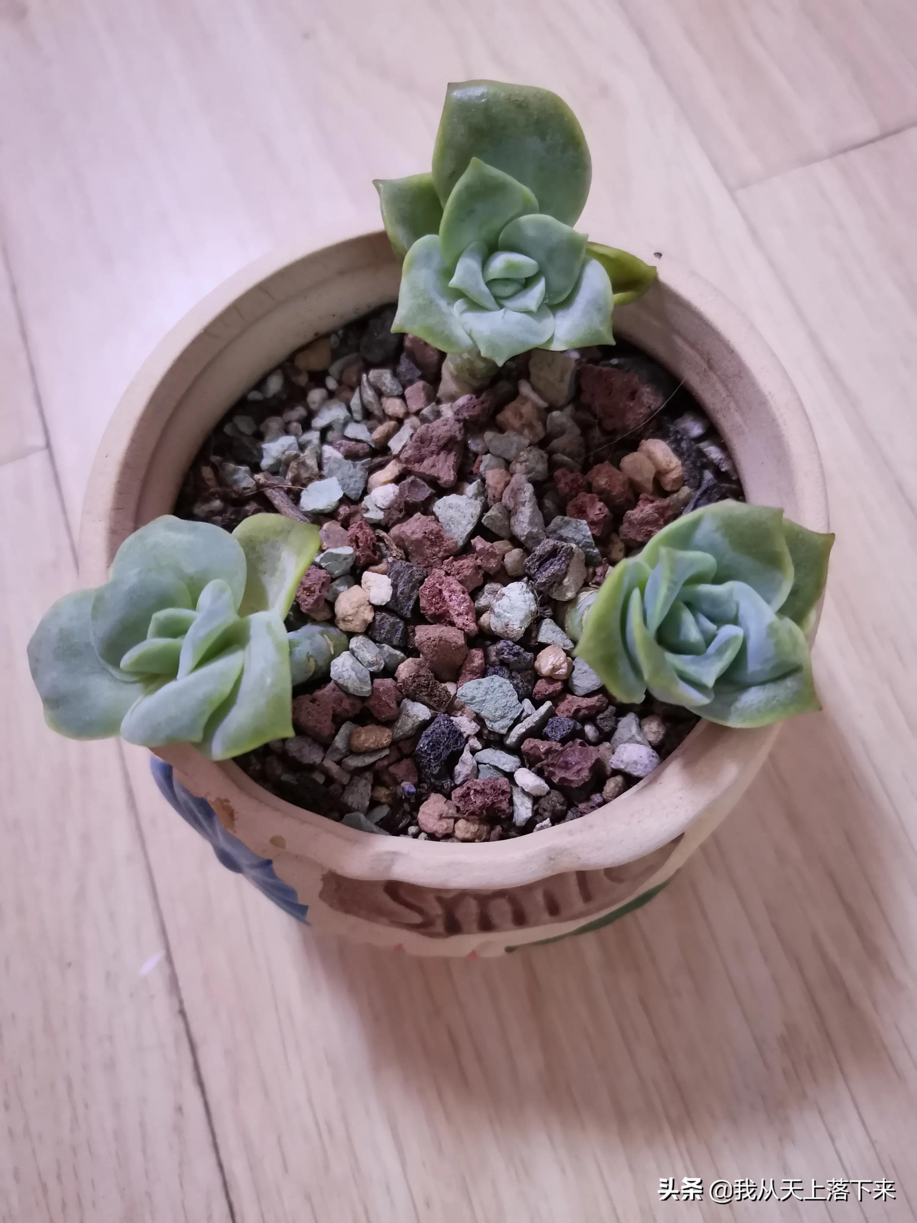 89种常见多肉植物品种图，实物拍摄，还不认识的小伙伴赶紧收藏好