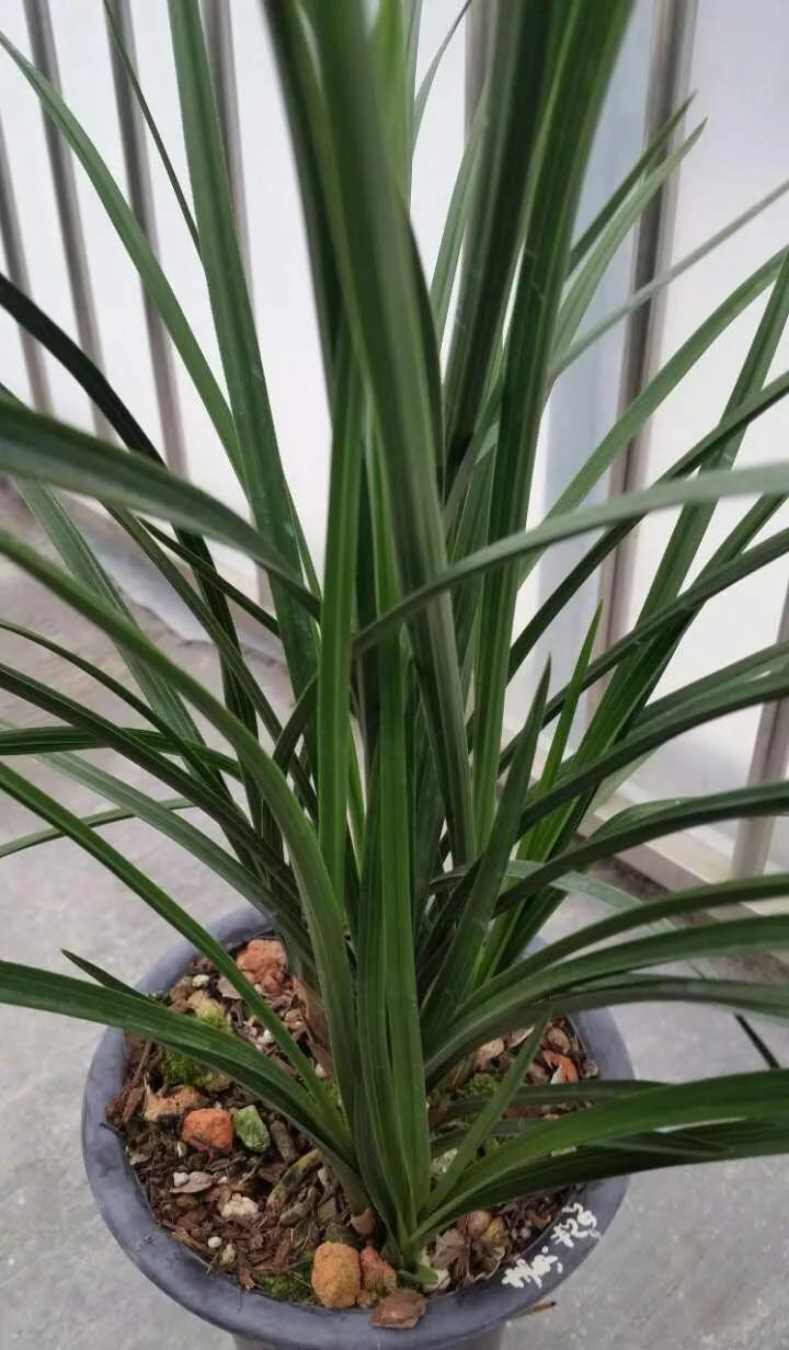 蕙兰绿素三星,蕙兰红素三星