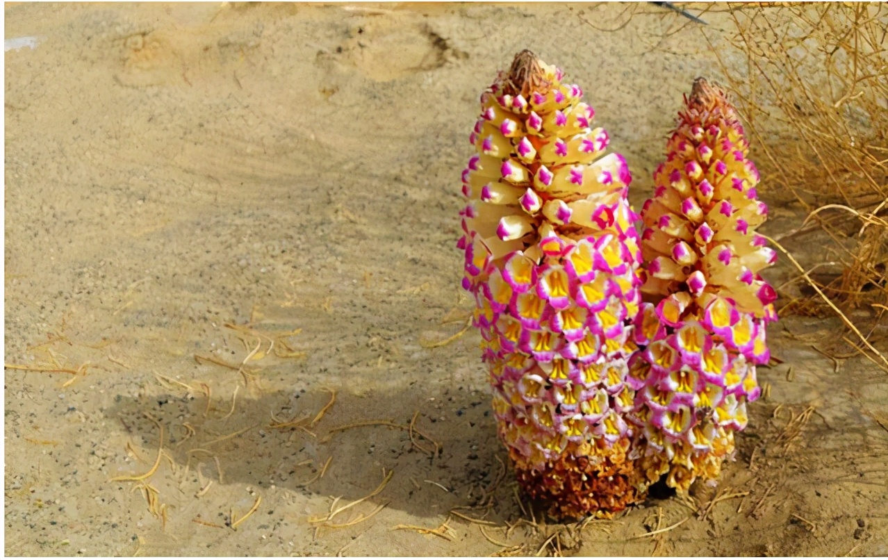 淇濆瓨鍗佸嚑骞寸殑閲庣敓鑲夎媮钃夊灏戝厓 (鍒氭寲鍑虹殑閲庣敓鑻佽搲浠锋牸)