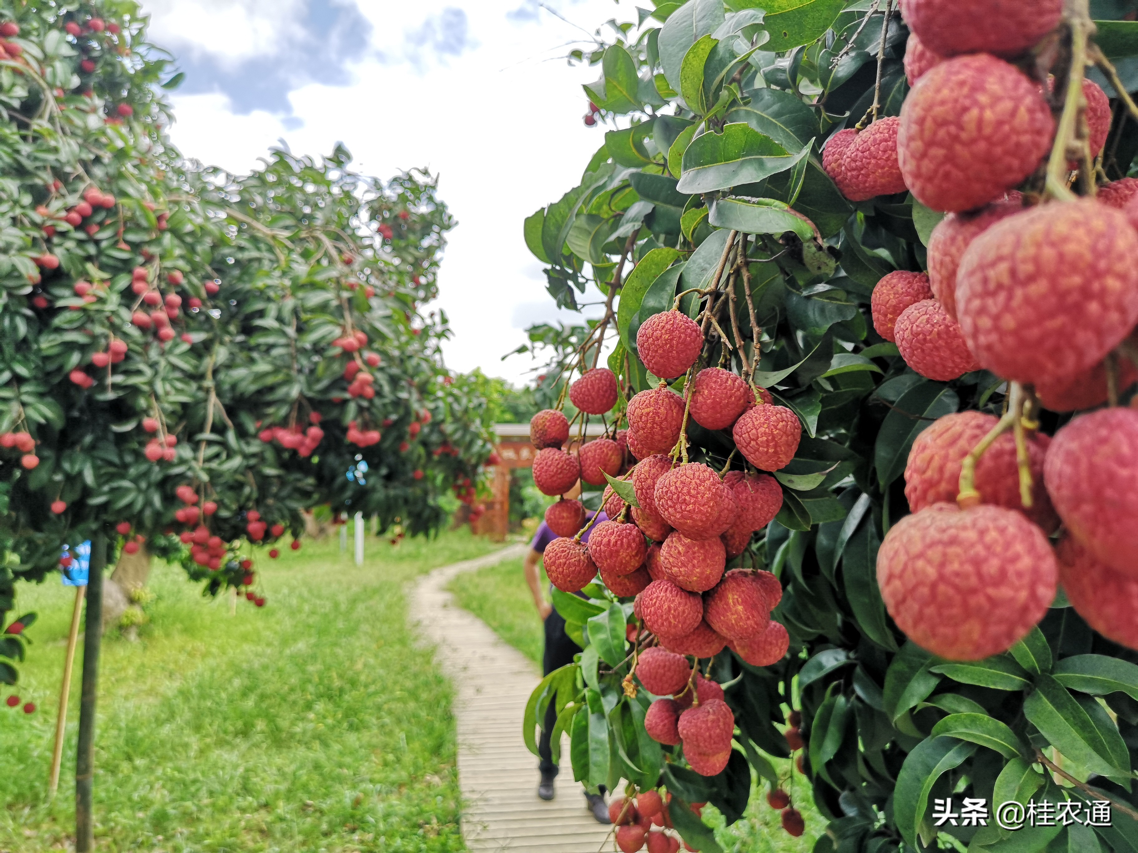 荔枝是岭南特有的水果吗,岭南荔枝最好吃吗