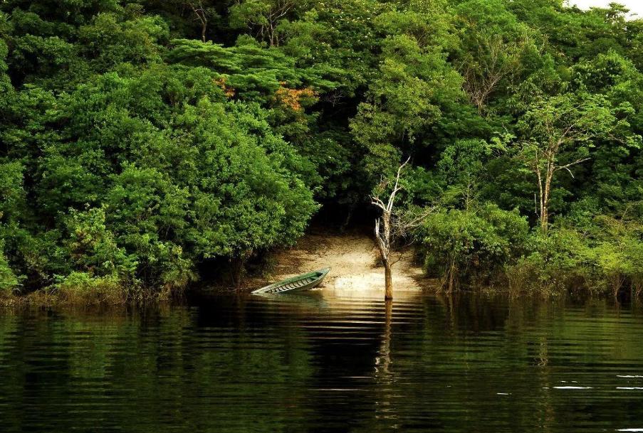 亚马逊雨林十大恐怖动物,亚马逊雨林的十大恐怖生物