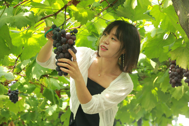 吴培先:重庆水果种植“一姐”的变与不变